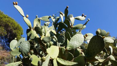 Mavi gökyüzü karşı kaktüs inciri