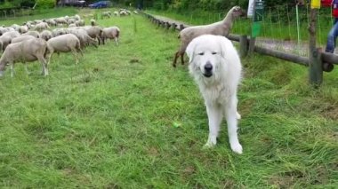 Maremma çoban koyun ile