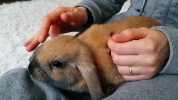 Žena ruce mazlení nadýchané Brown králík zblízka — Stock video