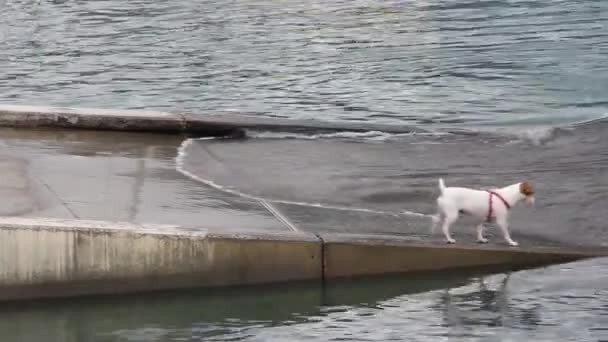 Hond spelen met de golven — Stockvideo