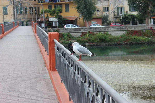 Möwe und Taube auf einer Brücke — Stockfoto