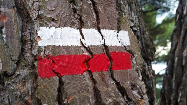 Gr patika ağaç üzerinde