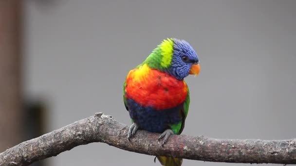 Όμορφο ουράνιο τόξο Lorikeet παπαγάλος — Αρχείο Βίντεο