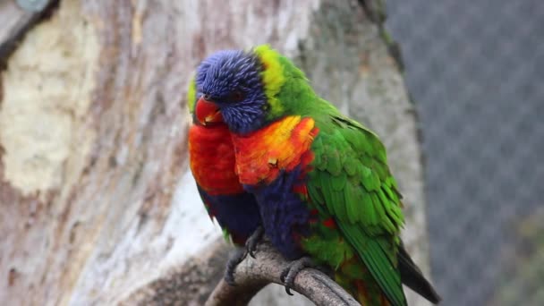 Rainbow Lorikeet casal — Vídeo de Stock