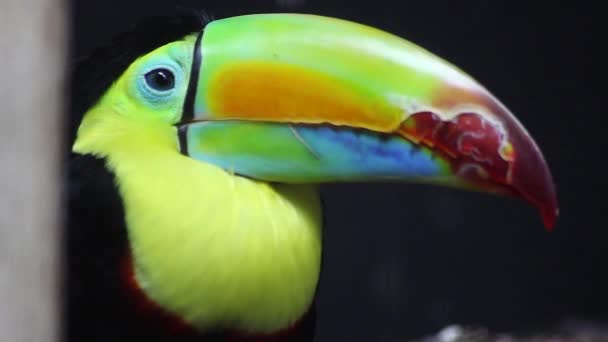 Keel-Billed Toucan Side View Closeup — Stock Video