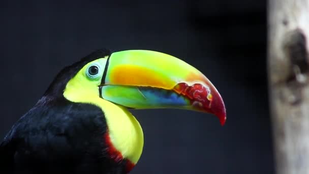 Toucan à bec de quille — Video