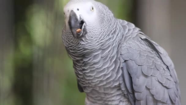 African Grey Parrot — Stock Video