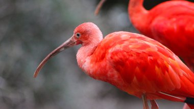 Scarlet Ibis yakın çekim