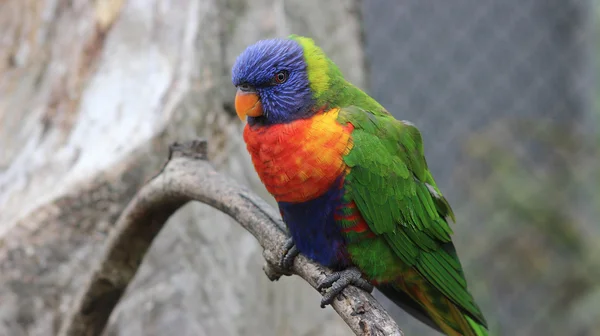 Vacker regnbåge Lorikeet papegoja — Stockfoto
