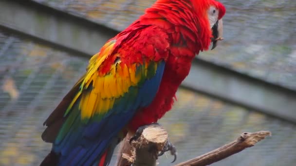 Primo piano di Scarlet Macaw — Video Stock