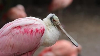 pembe kaşıkçı kuşu
