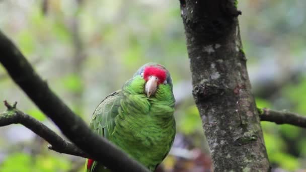 Red Crowned Amazon Parrot — Stock Video