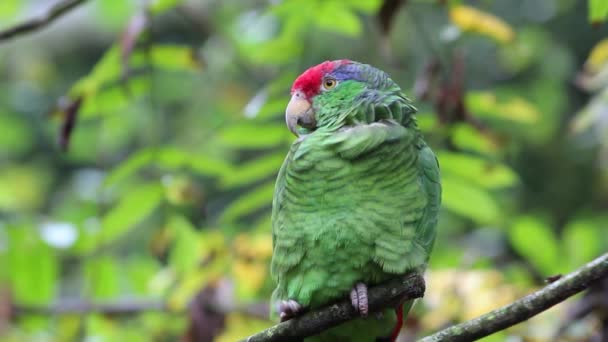 Papagaio-da-amazônia coroado vermelho Close-up — Vídeo de Stock