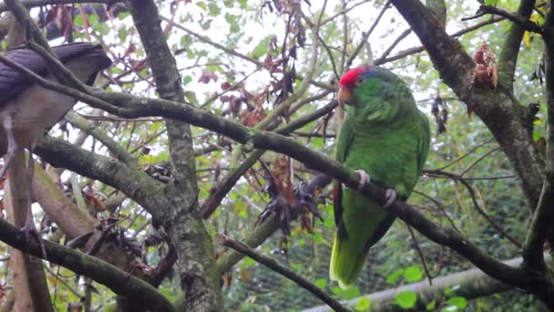 Папуга боїться птаха — стокове відео