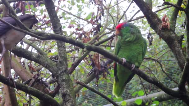 Parrot Afraid of Bird — Stock Video