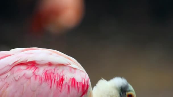 Roseate Spoonbill (platalea ajaja)) — 图库视频影像