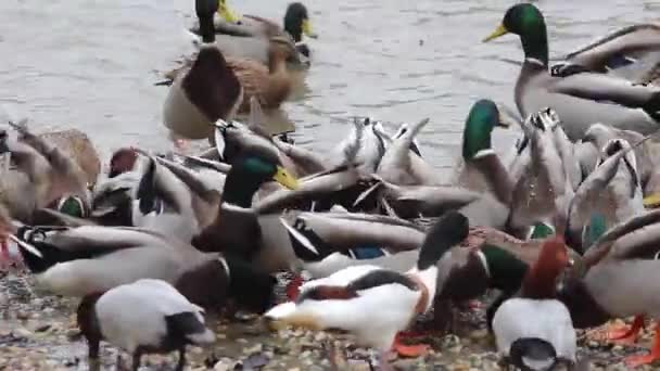 Canards colverts mangeant des graines — Video