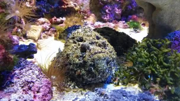 Stonefish Recife (Synanceia Verrucosa) — Vídeo de Stock