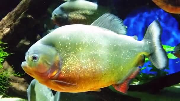 Red-Bellied Piranha 4k — Wideo stockowe