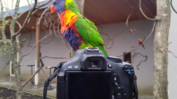 Fotoğraf makinesi üzerinde duran gökkuşağı Lori — Stok video