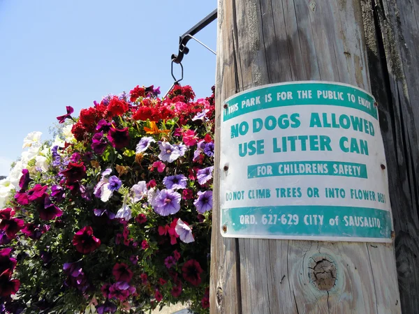 No Dogs Allowed Sign — Stock Photo, Image