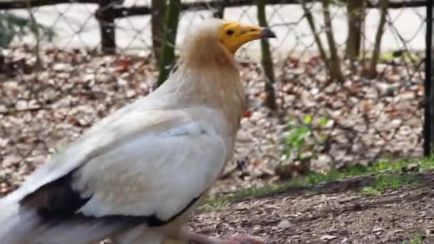 Egyptian Vulture Bird — Stock Video