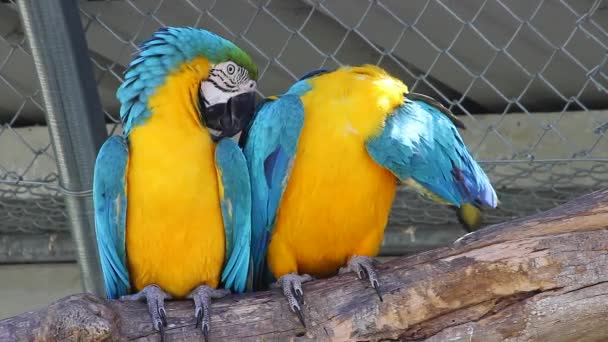 Couple of Blue and Yellow Macaw — Stock Video