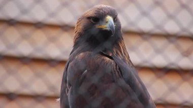 Güzel altın kartal