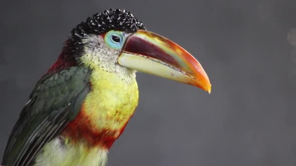 特写镜头的卷毛冠 Aracari — 图库视频影像