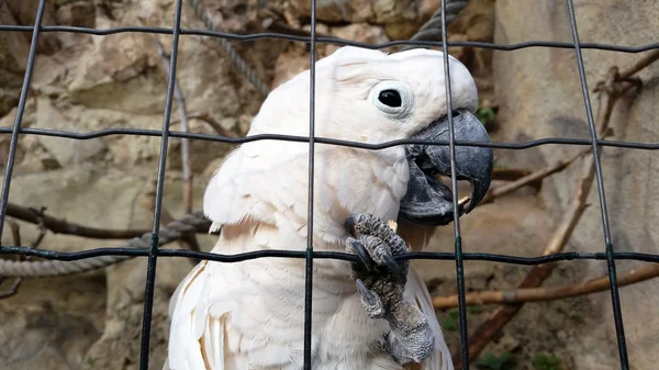 Hermoso loro blanco en jaula — Foto de Stock