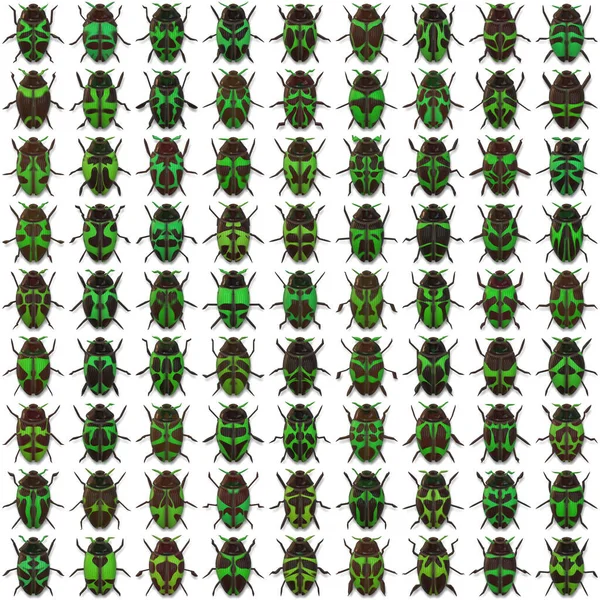 Seamless Pattern Bugs — Stock Photo, Image