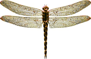 Gold dragonfly isolated in white background clipart