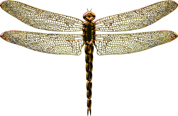 Libellula Oro Isolata Sfondo Bianco — Vettoriale Stock