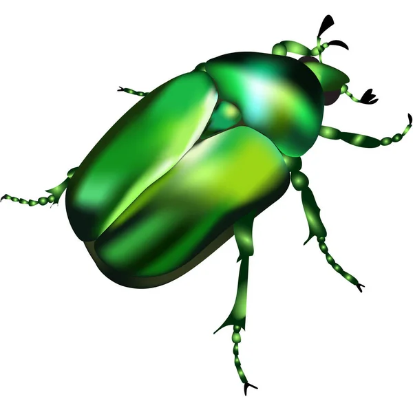 Emerald Chafer Vector Illustration — Stock Vector