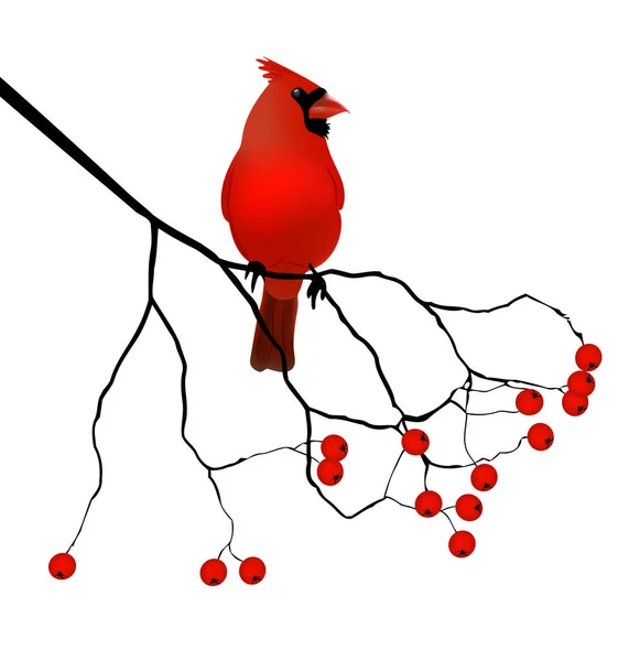 Kırmızı Kardinal Vektör Illüstrasyonu — Stok Vektör