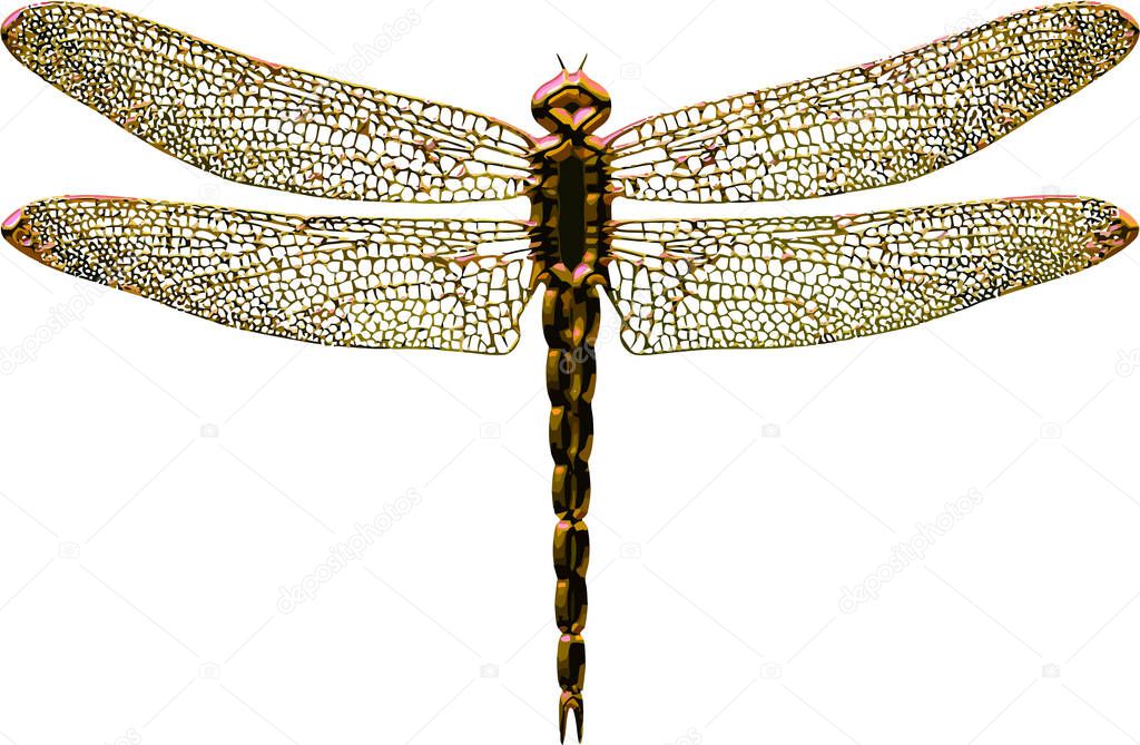 Gold dragonfly isolated in white background