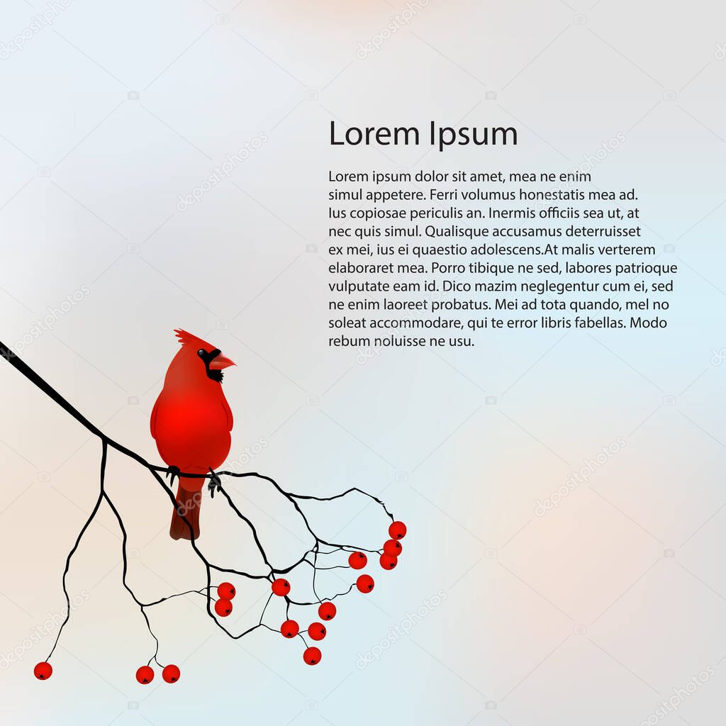 Business  template or cover with Red Cardinal - vector illustration 