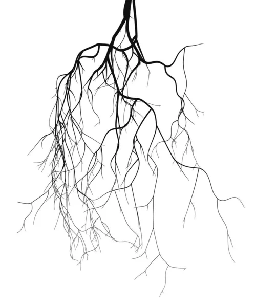 Black Root System Vector Set — Stock Vector