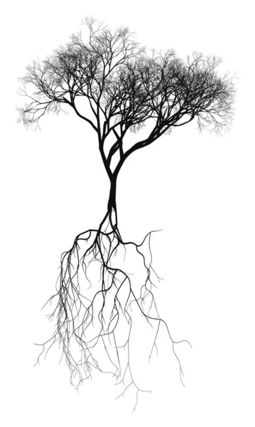 Árvore Nua Naturalista Preta Com Sistema Radicular Ilustração Vetorial — Vetor de Stock