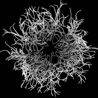 Siyah - vektör illüstrasyonunda yuvarlak kökler