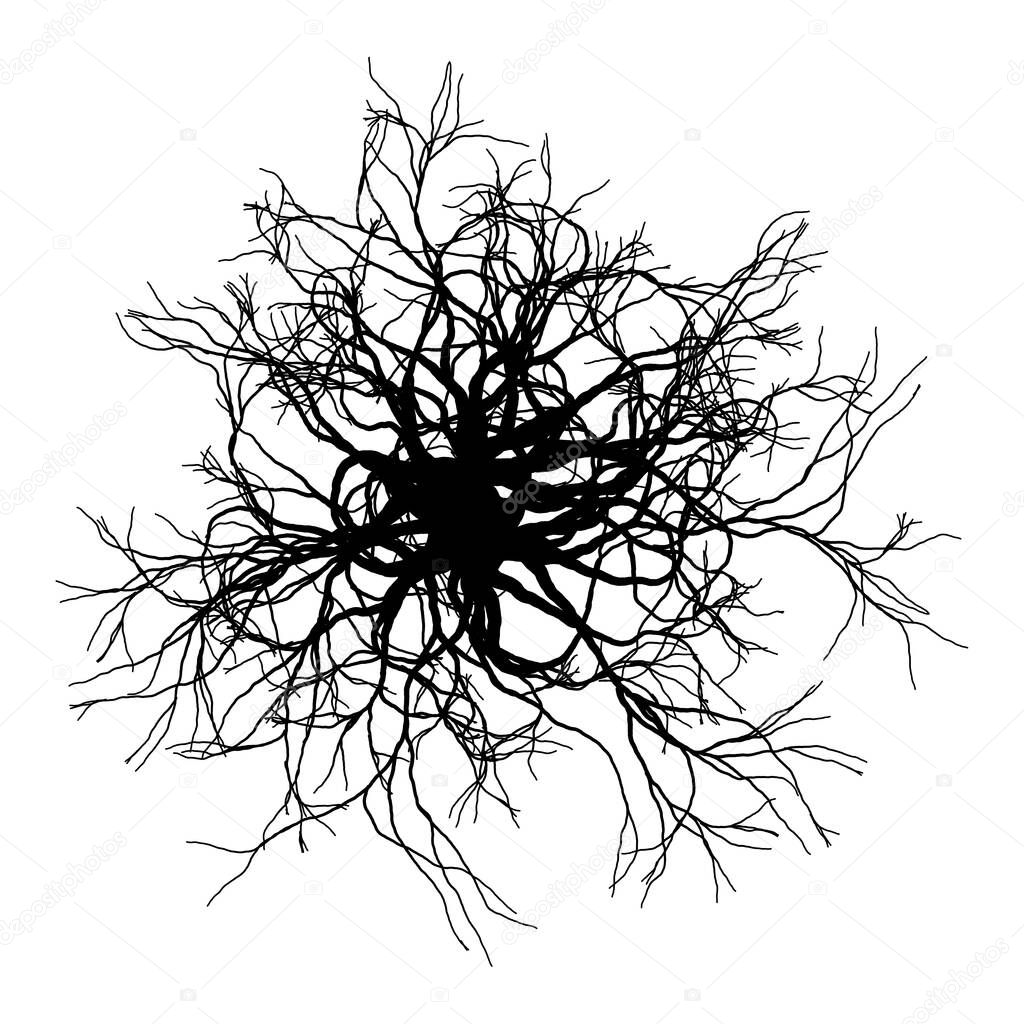 Round roots - vector illustration