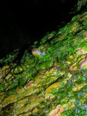 Ağaçtaki salyangoz