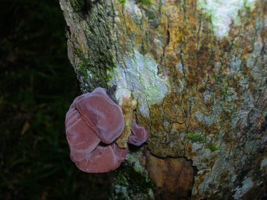 Ağaçtaki mantar