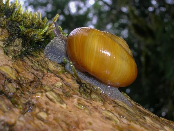 Snail on the tree — Stock Photo, Image