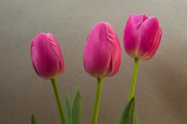 Rosa tulpaner på ljus bakgrund — Stockfoto