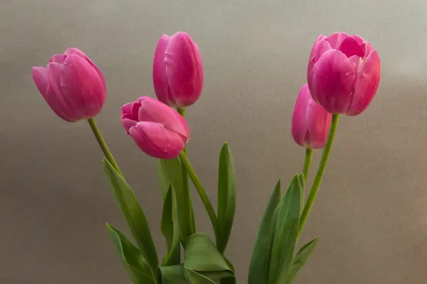 Růžové tulipány na světlé pozadí — Stock fotografie
