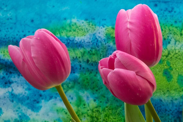 Flores de tulipán rosa sobre el fondo brillante — Foto de Stock