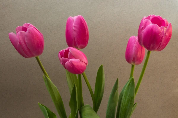 Różowe tulipany na jasnym tle — Zdjęcie stockowe