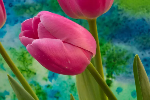 Pink tulip flowers on the bright background — Stock Photo, Image