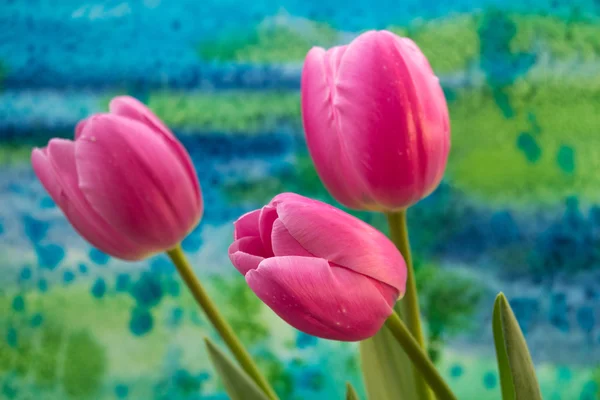 Rosa tulpan blommor på den ljusa bakgrunden — Stockfoto